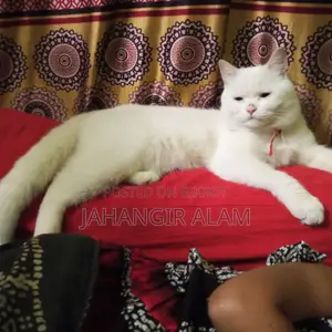 1+ year Male Mixed Breed Persian Cat