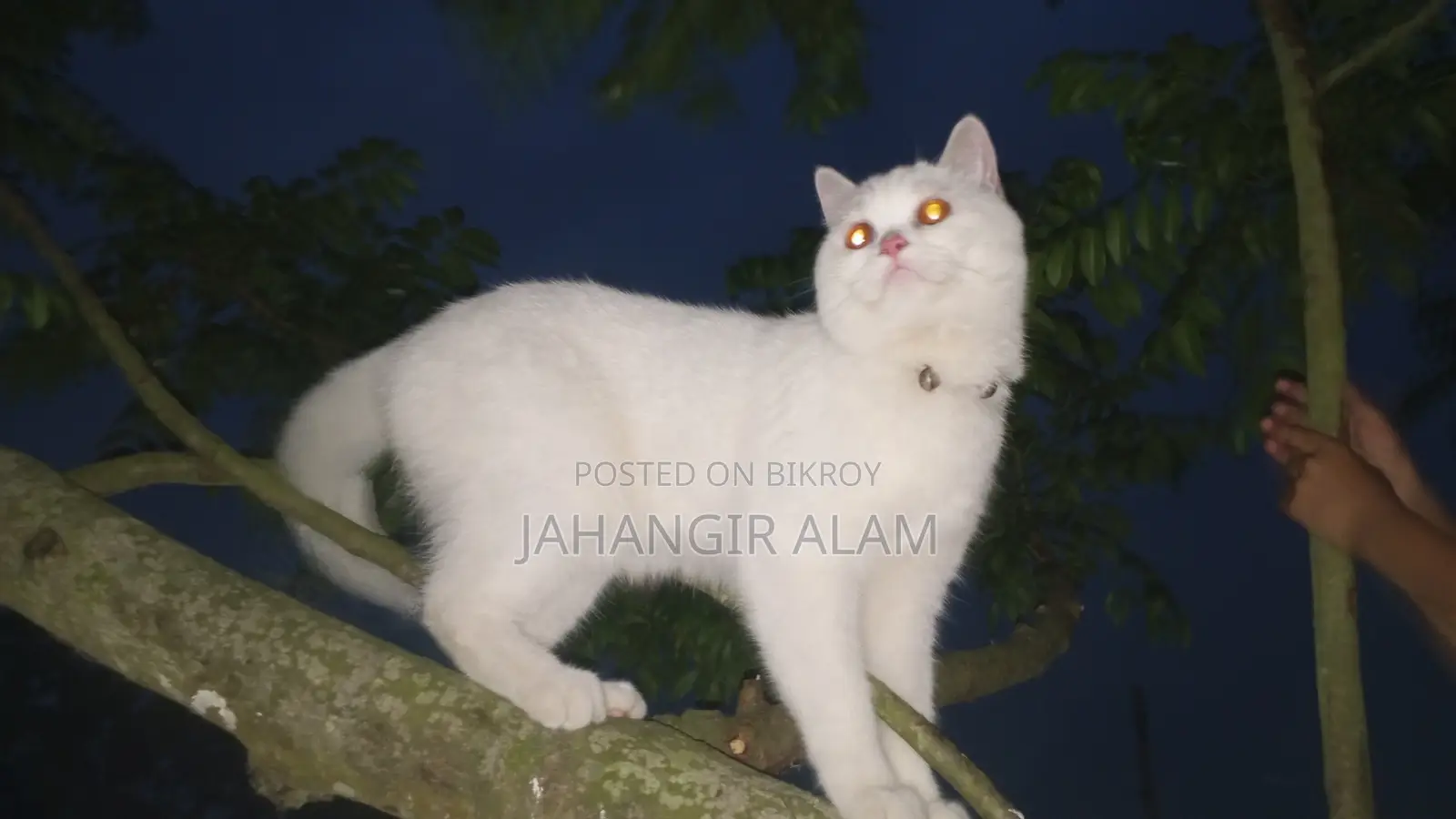 1+ year Male Mixed Breed Persian Cat