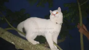 1+ year Male Mixed Breed Persian Cat