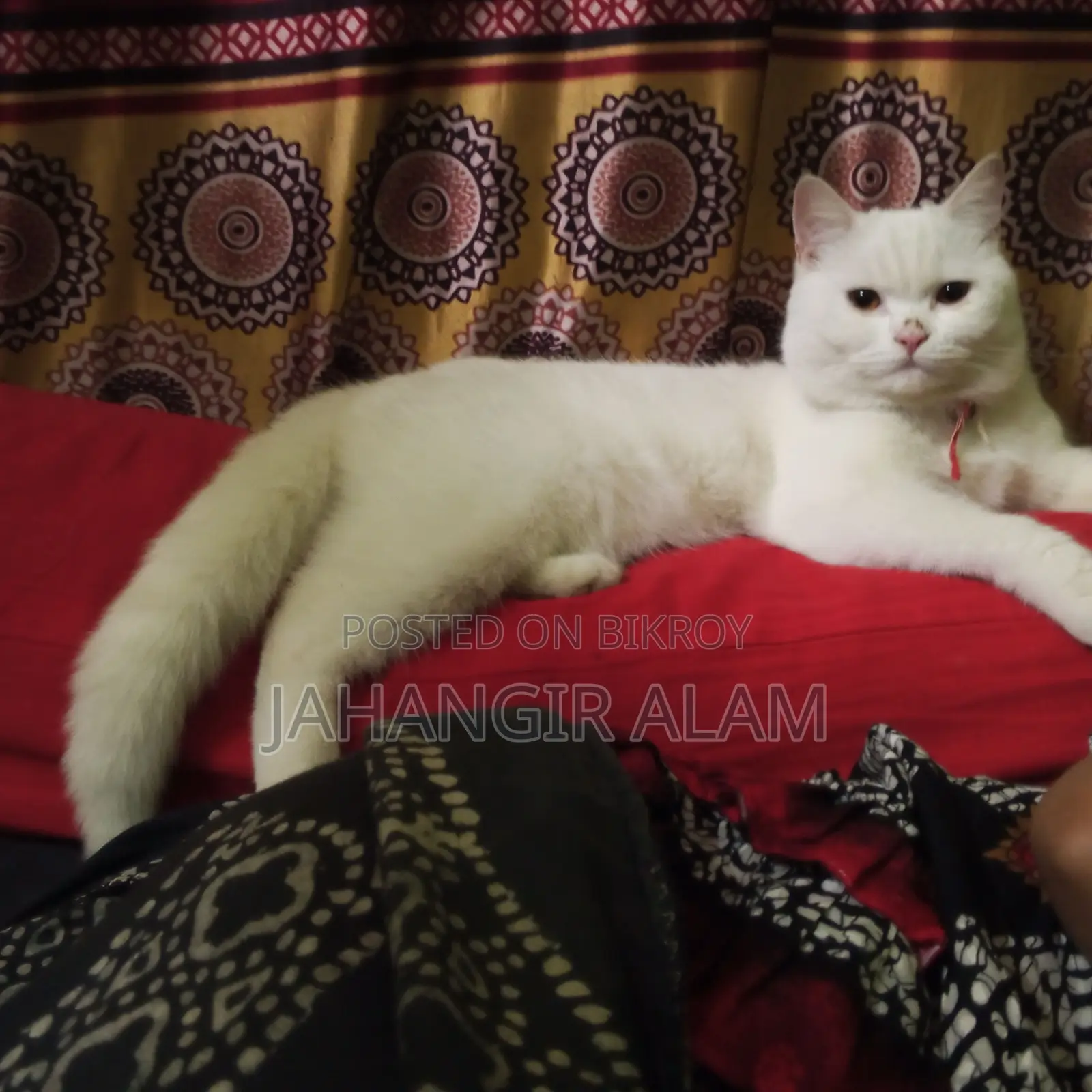 1+ year Male Mixed Breed Persian Cat