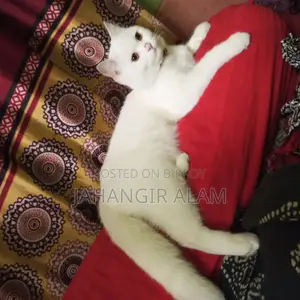 1+ year Male Mixed Breed Persian Cat