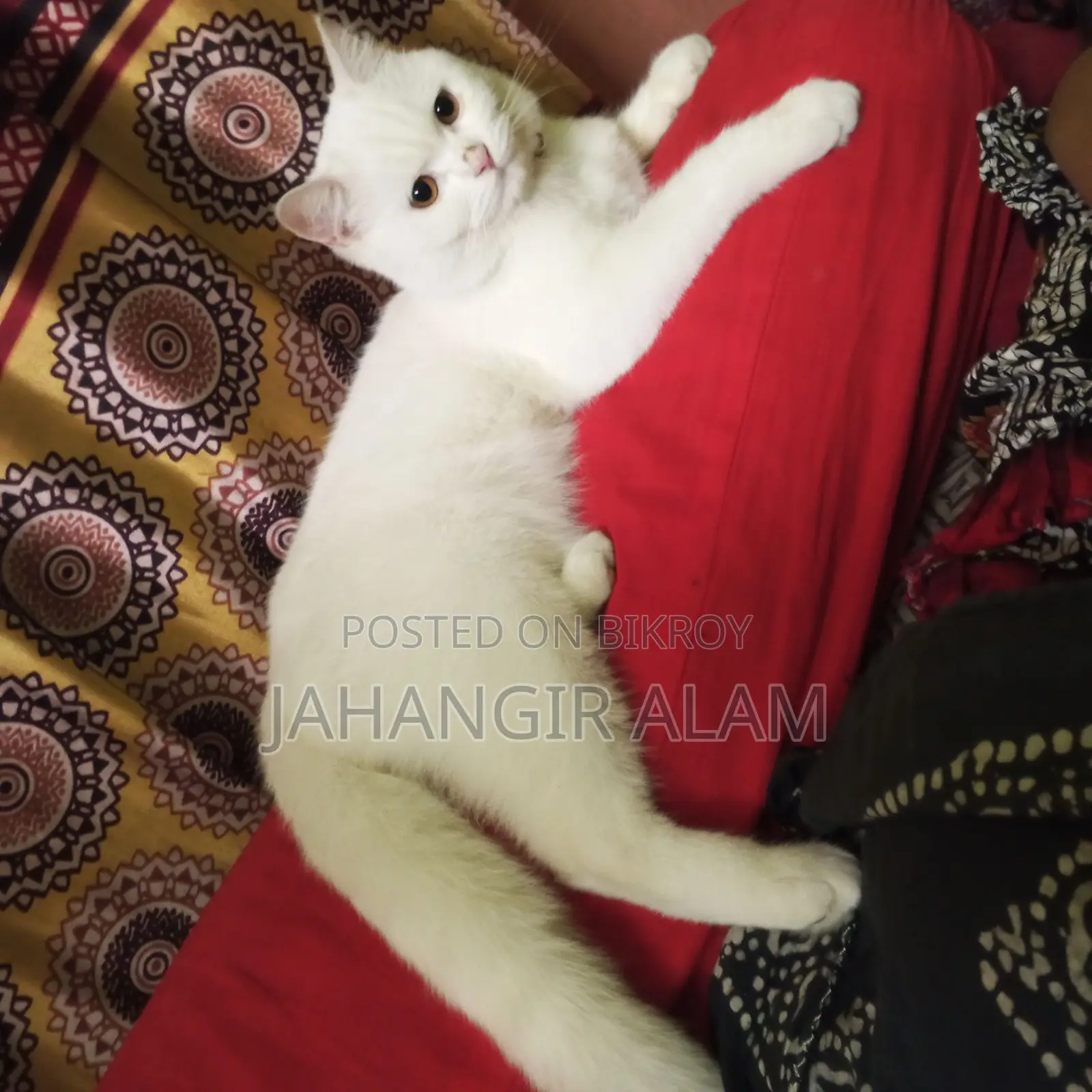 1+ year Male Mixed Breed Persian Cat
