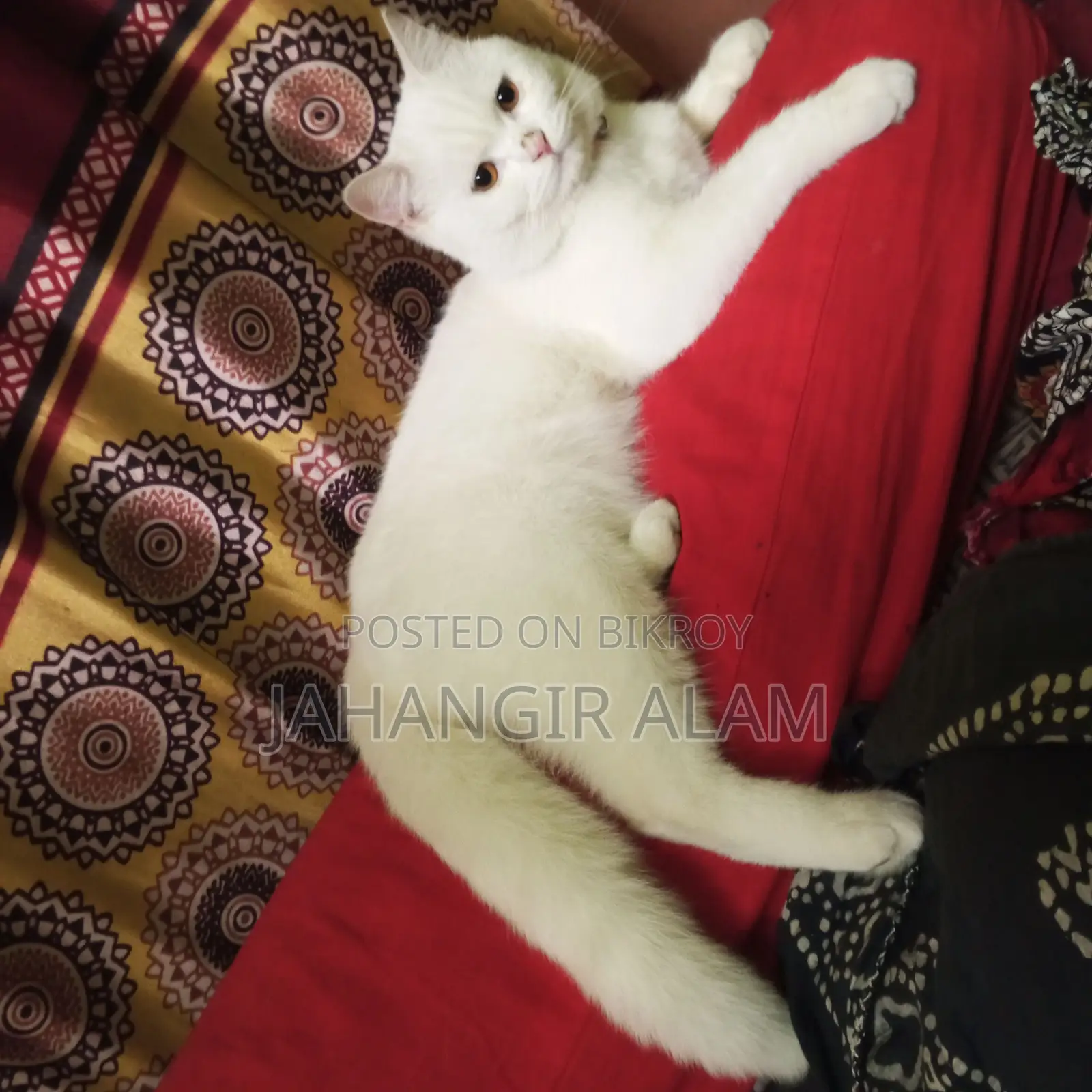 1+ year Male Mixed Breed Persian Cat