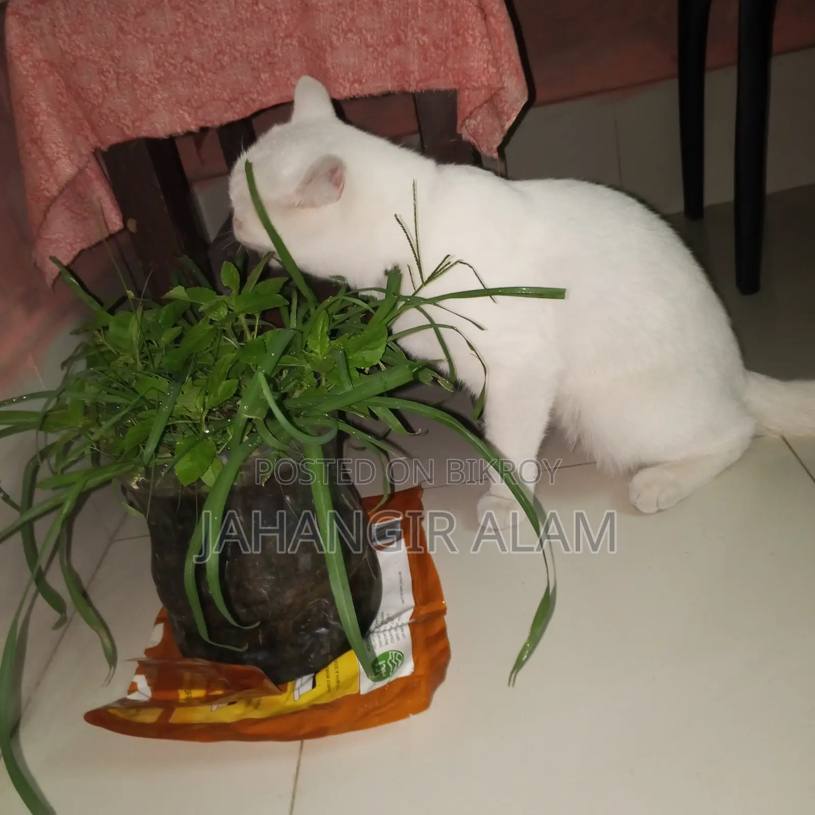 1+ year Male Mixed Breed Persian Cat