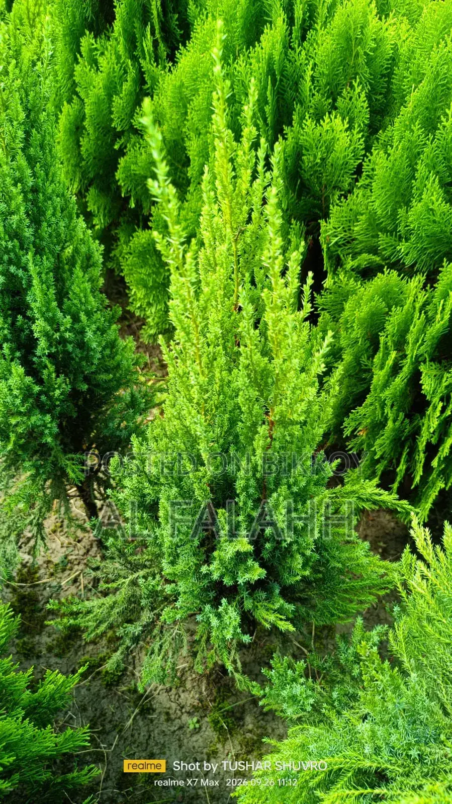 Thuja Plant Sapling