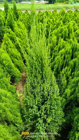 Thuja Plant Sapling