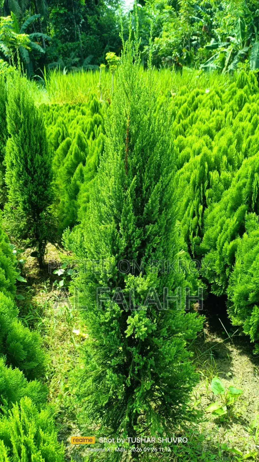Thuja Plant Sapling