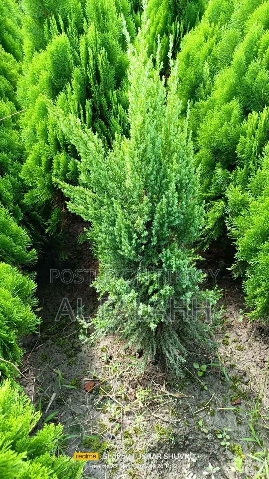 Thuja Plant Sapling