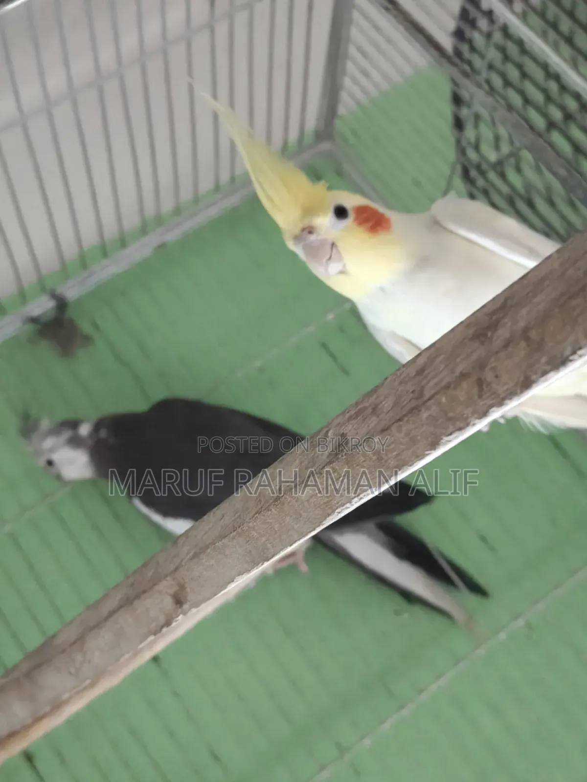 Cockatiel Bird