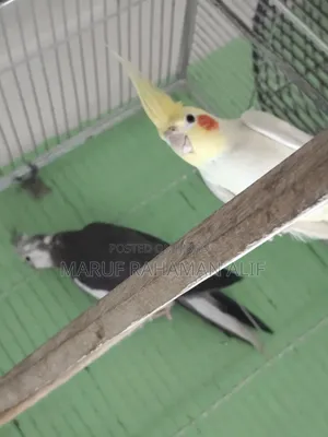 Cockatiel Bird