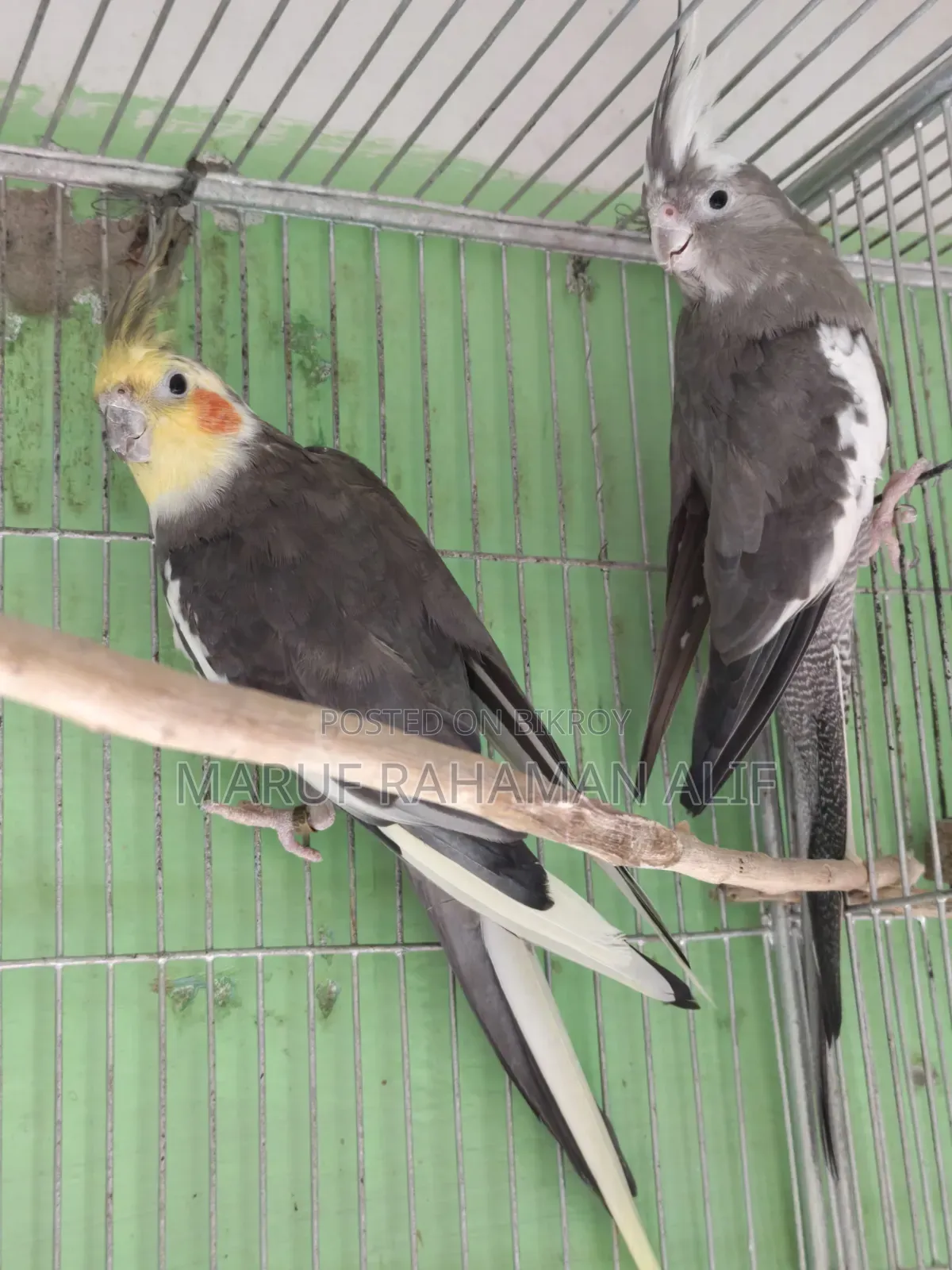 Cockatiel Bird
