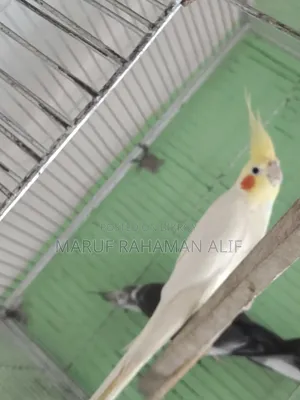 Cockatiel Bird