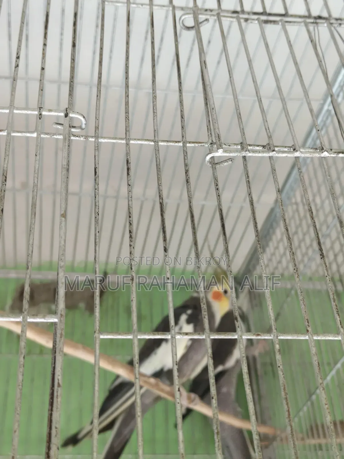 Cockatiel Bird