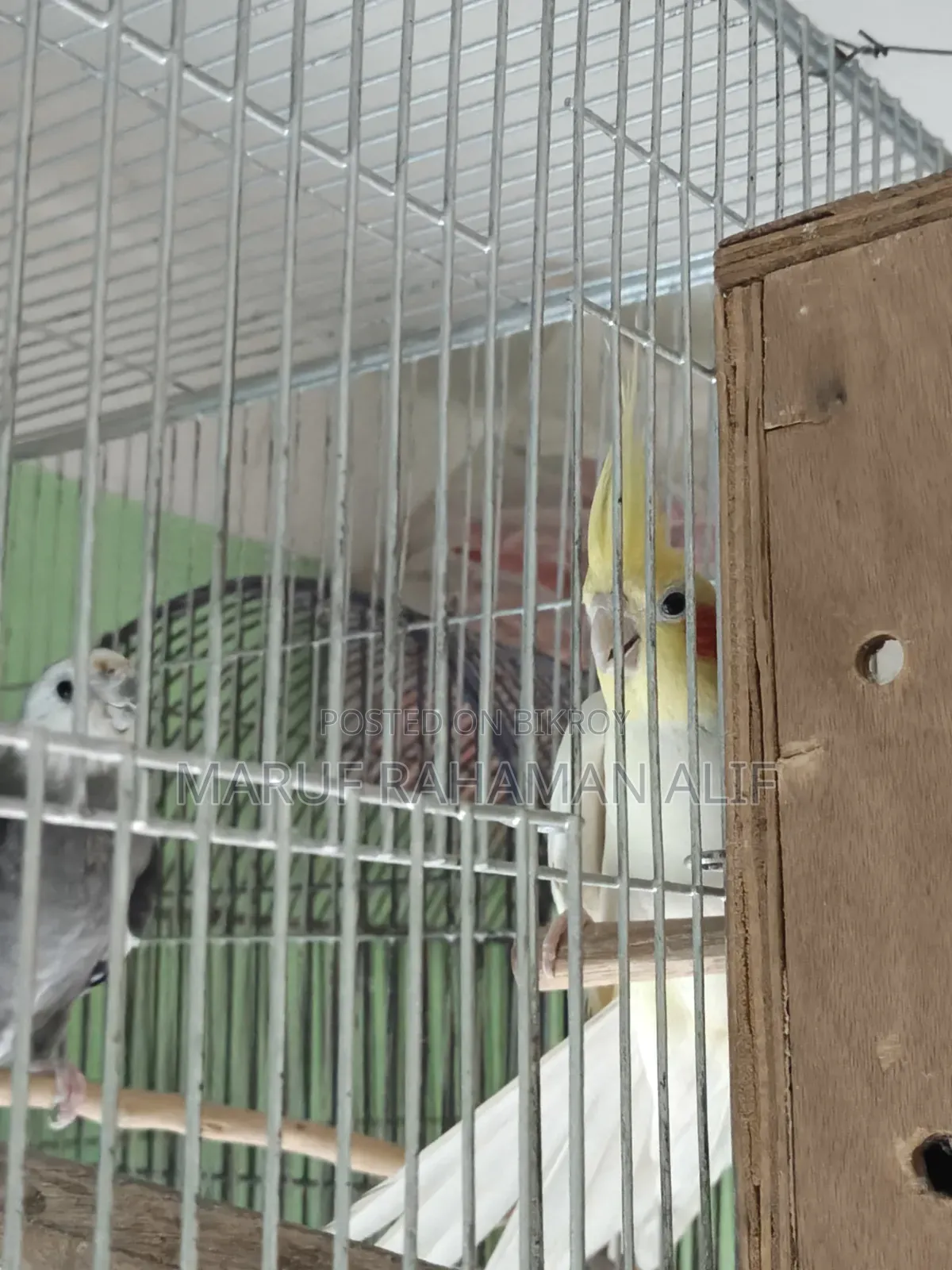 Cockatiel Bird