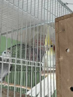 Cockatiel Bird