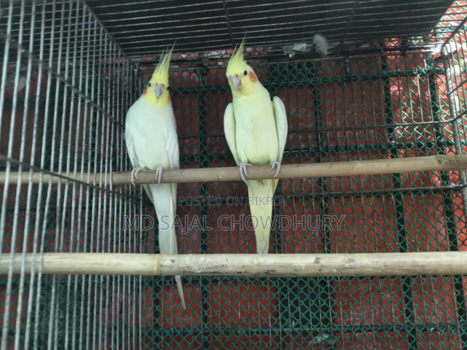 Beautiful Lutino Cockatiel Bred 3 Times for Sale