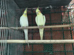 Beautiful Lutino Cockatiel Bred 3 Times for Sale