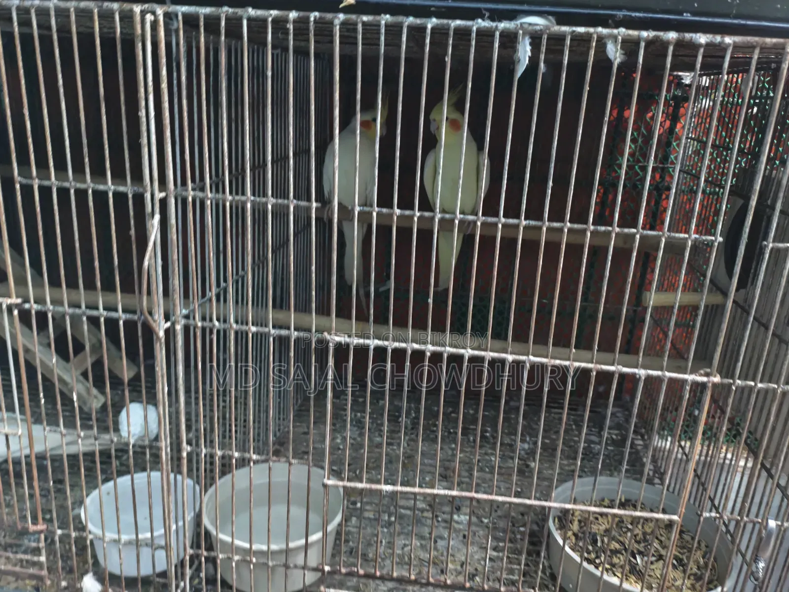 Beautiful Lutino Cockatiel Bred 3 Times for Sale