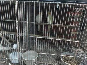 Beautiful Lutino Cockatiel Bred 3 Times for Sale