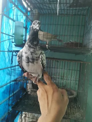 Chhap Chila Male