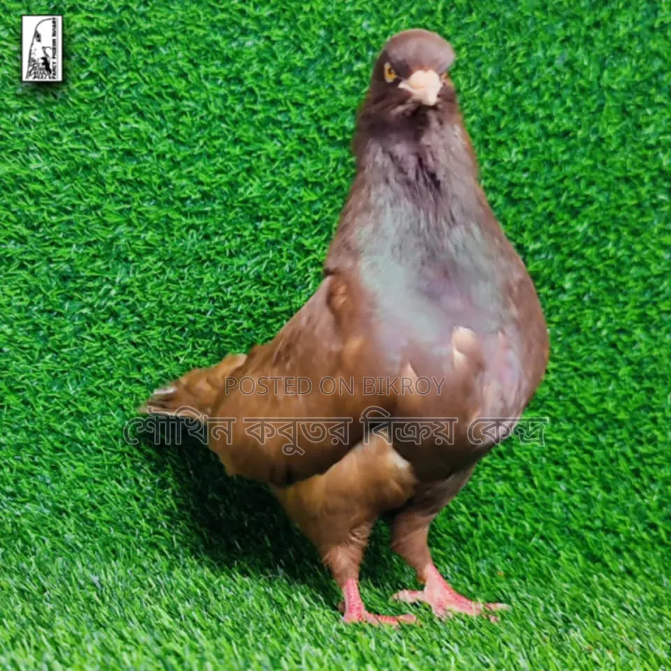 King Pigeon Male.