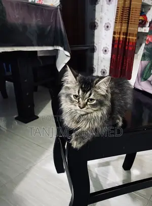 ১-৩ মাস বয়সী পুরুষ বিশুদ্ধ জাতের পার্সিয়ান