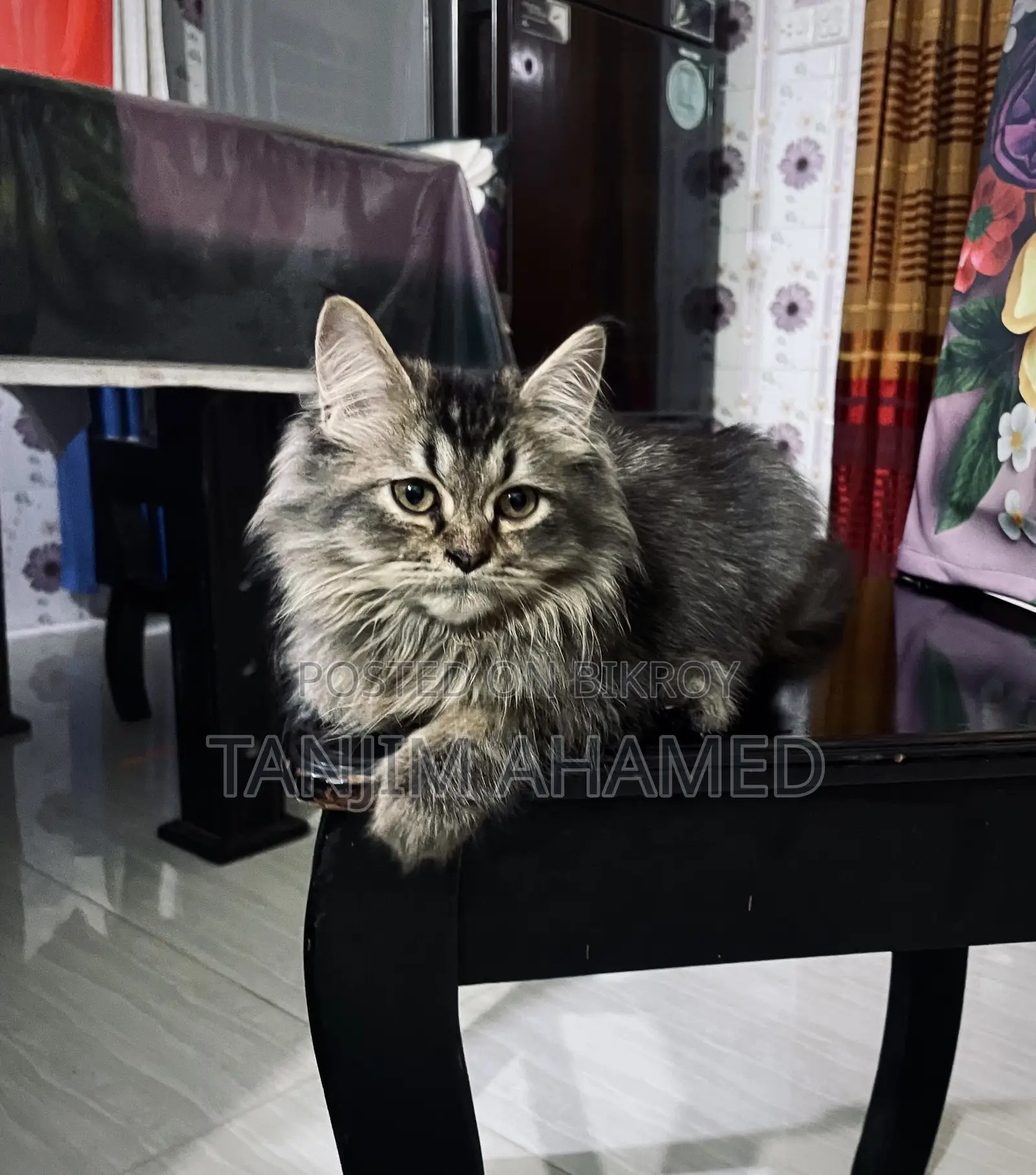 ১-৩ মাস বয়সী পুরুষ বিশুদ্ধ জাতের পার্সিয়ান