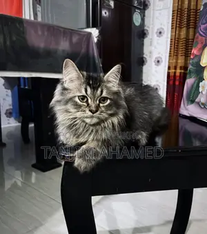 ১-৩ মাস বয়সী পুরুষ বিশুদ্ধ জাতের পার্সিয়ান