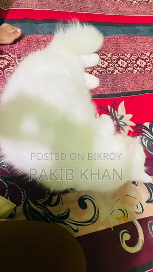 1+ year Female Purebred Persian