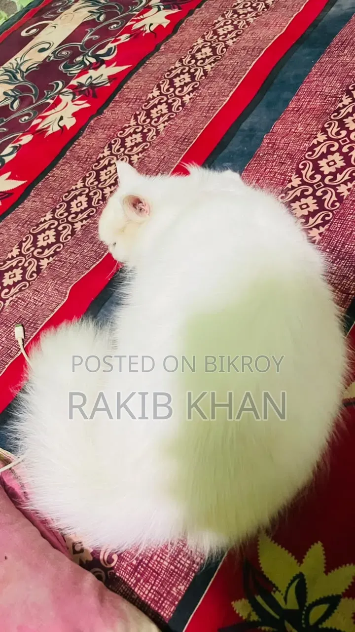 1+ year Female Purebred Persian
