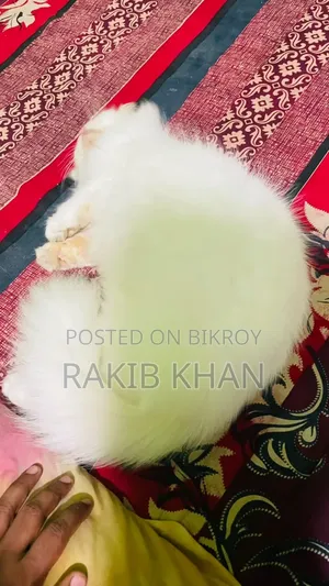 1+ year Female Purebred Persian