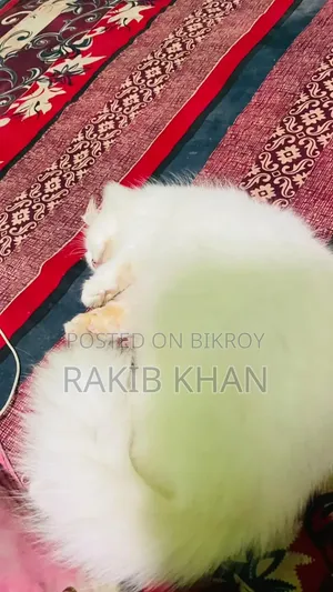1+ year Female Purebred Persian