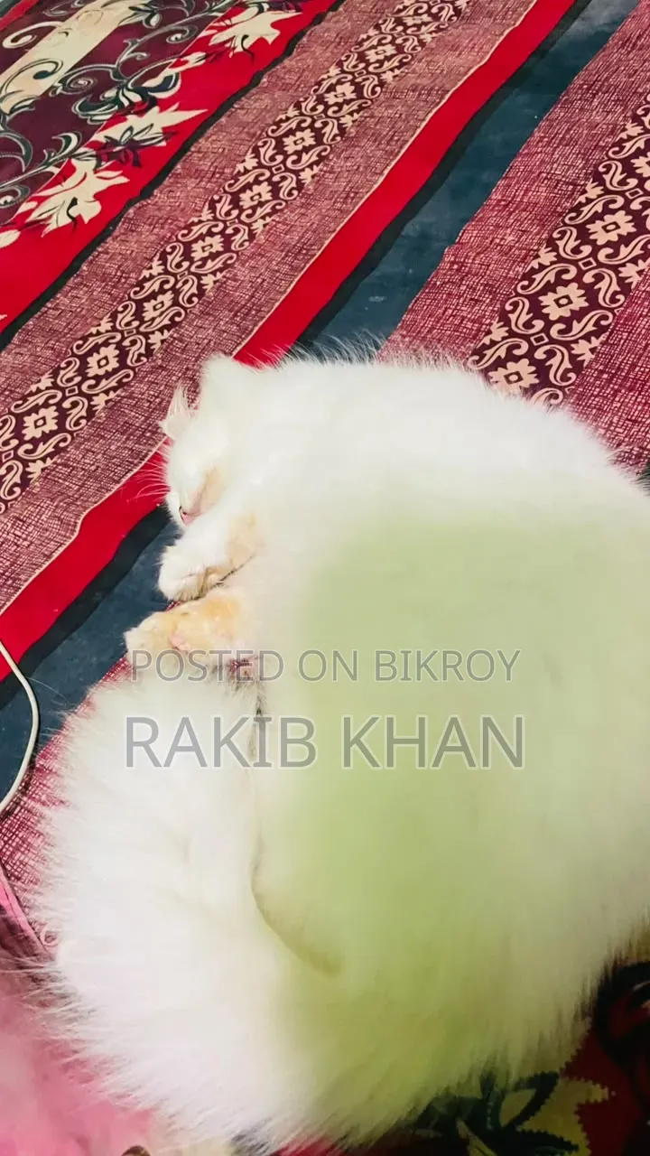 1+ year Female Purebred Persian