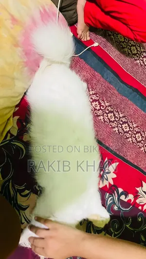 1+ year Female Purebred Persian
