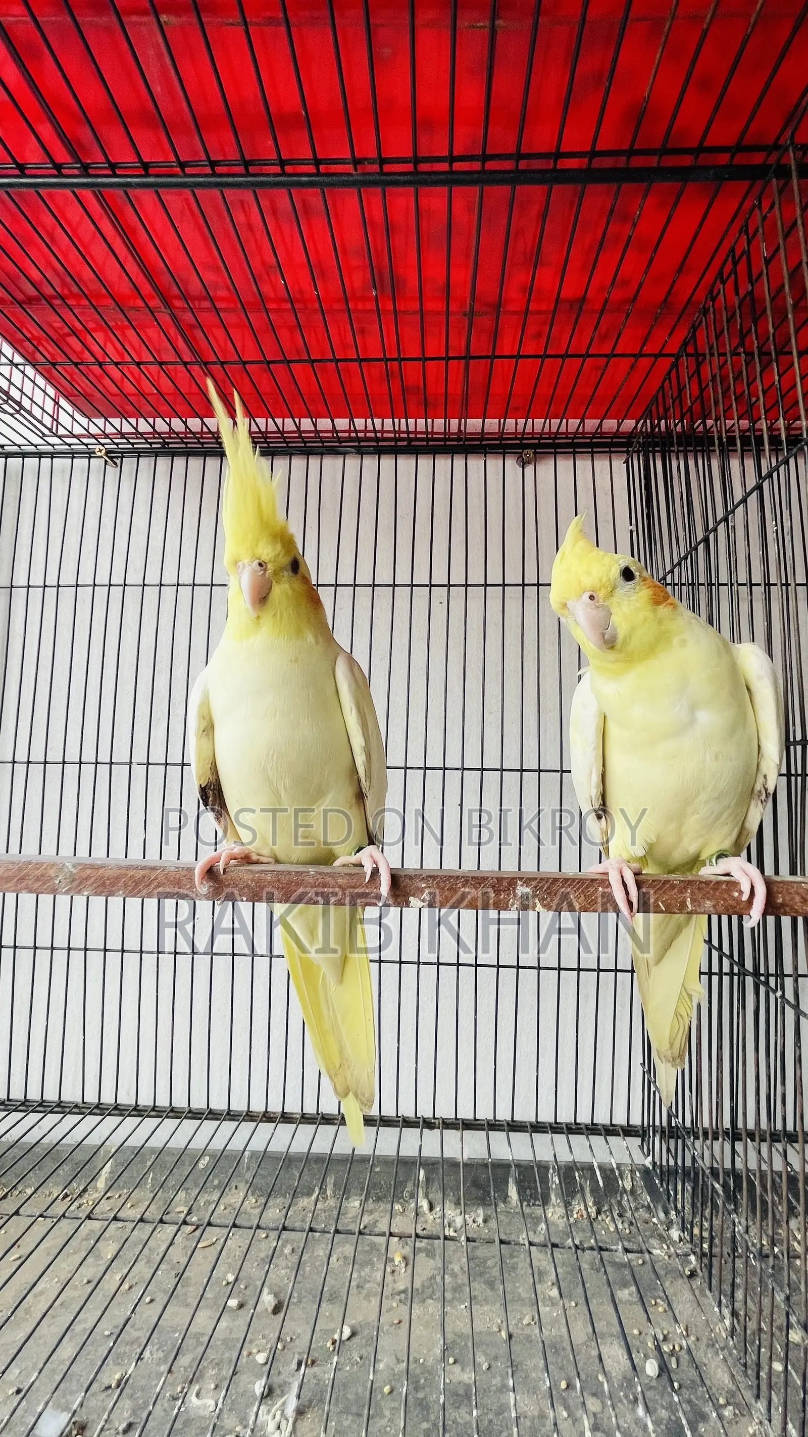 Cocktail Pakhi