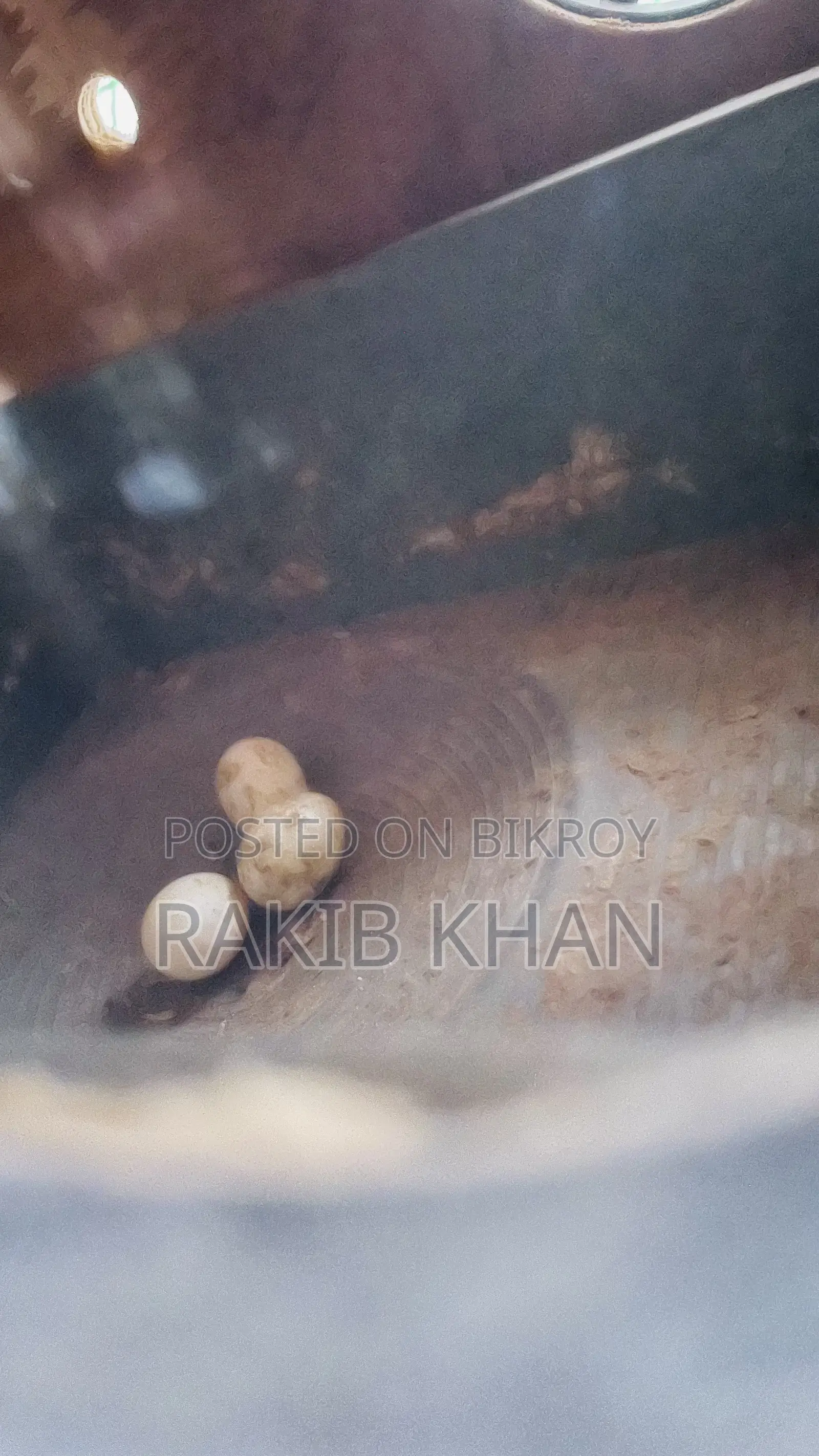 Cocktail Pakhi