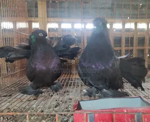 Black Loka Pigeon