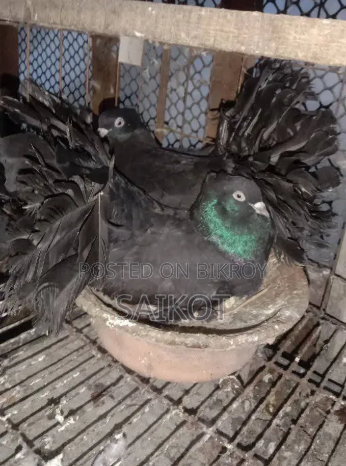 Black Loka Pigeon