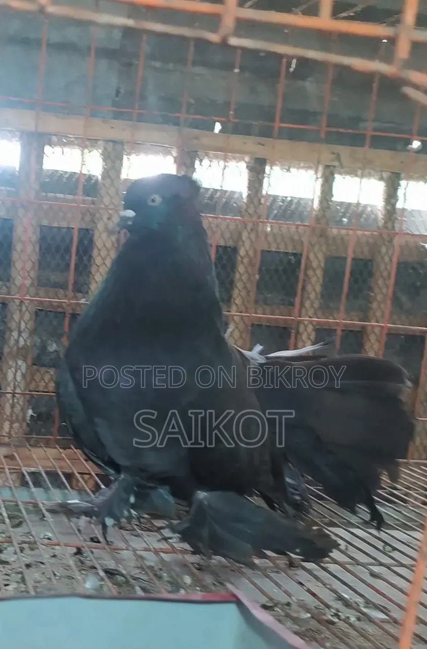 Black Loka Pigeon