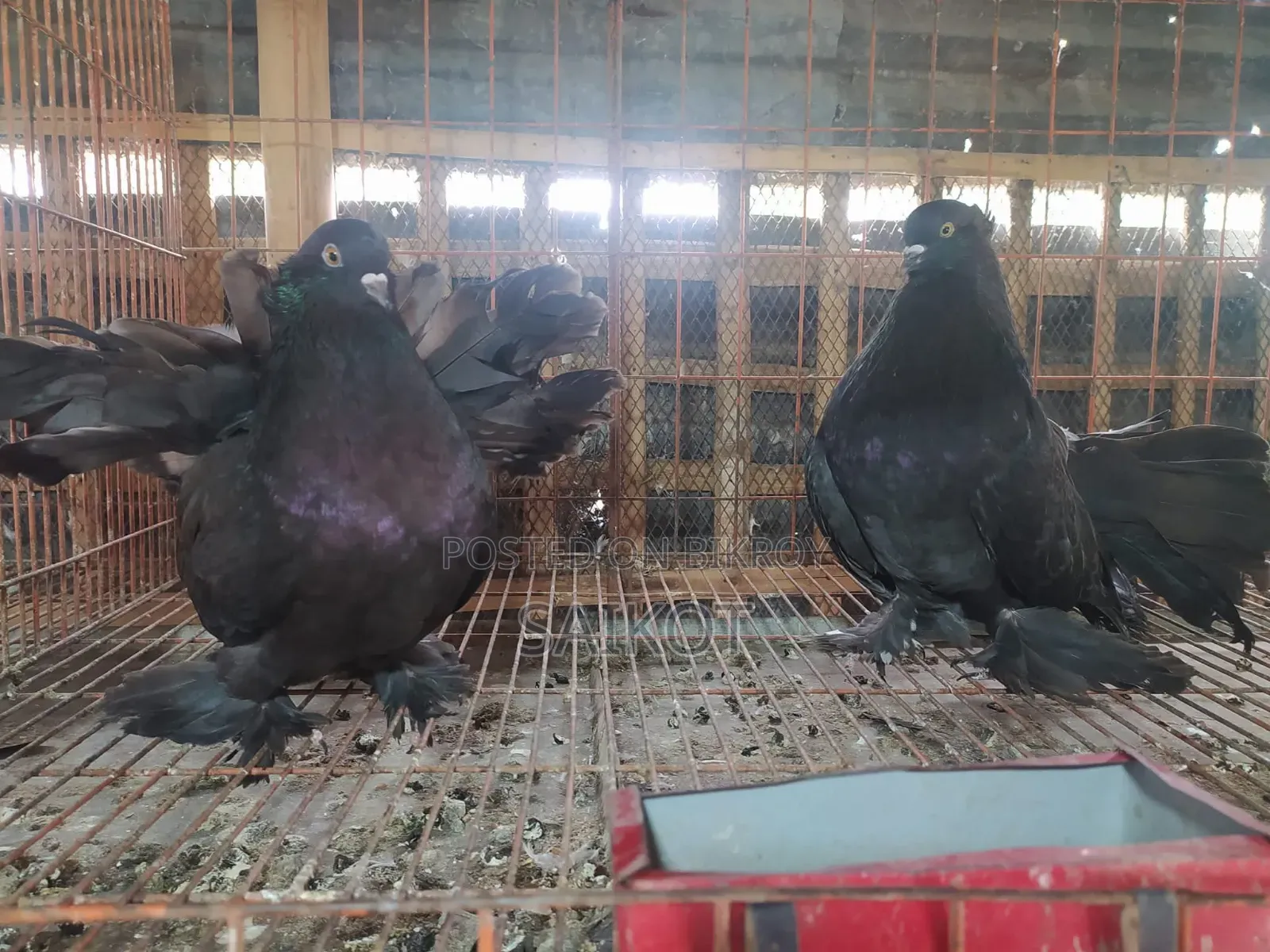 Black Loka Pigeon