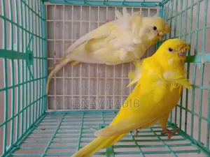 জেপি জোড়া
