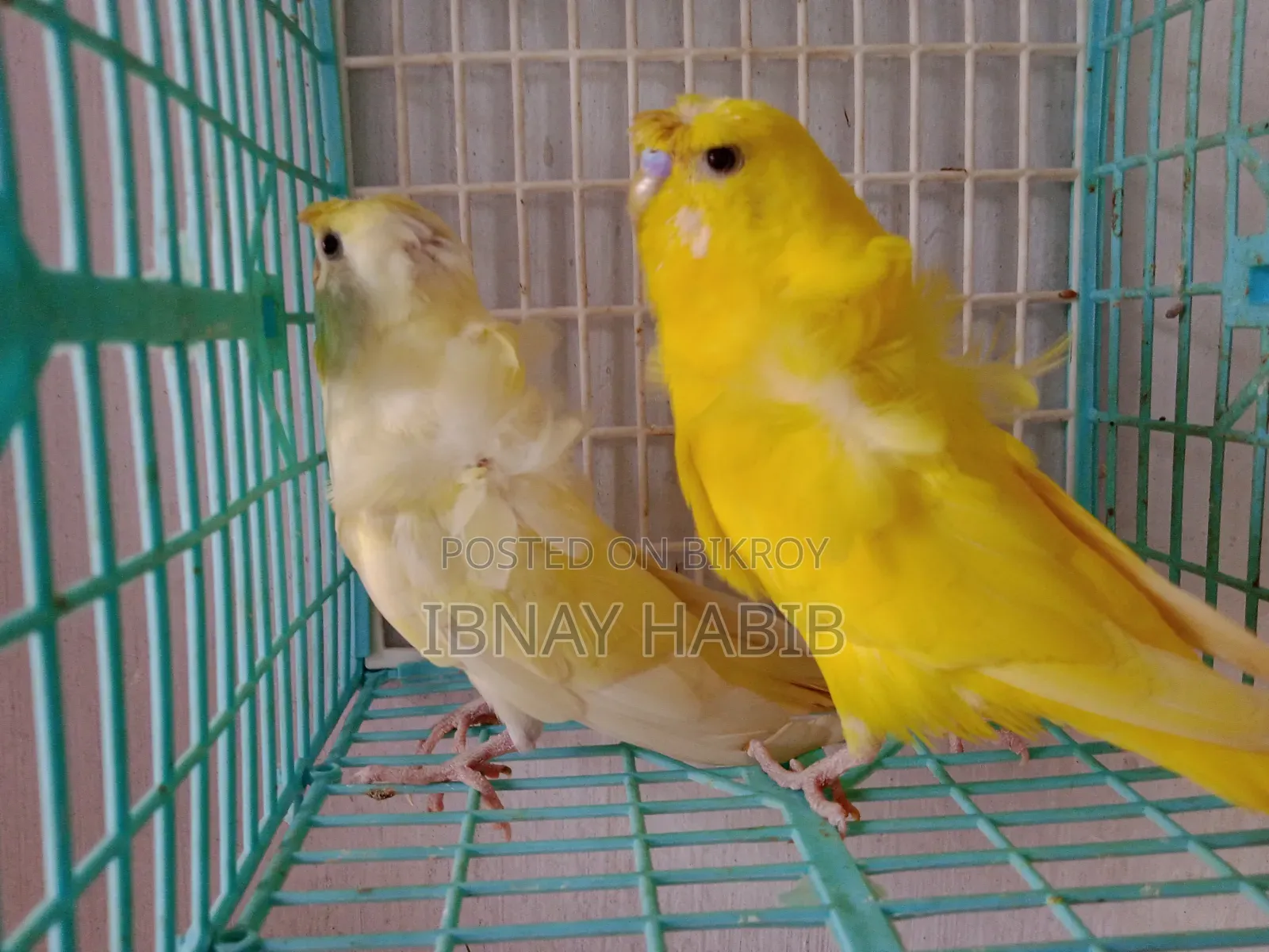 JP Pair