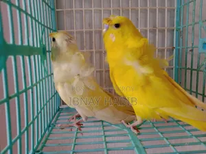 JP Pair
