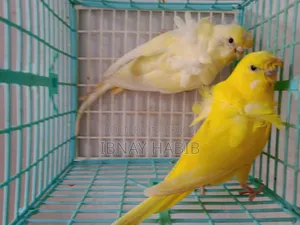 JP Pair