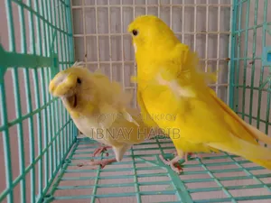 JP Pair