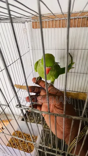 Indian Ringneck Tita Bird