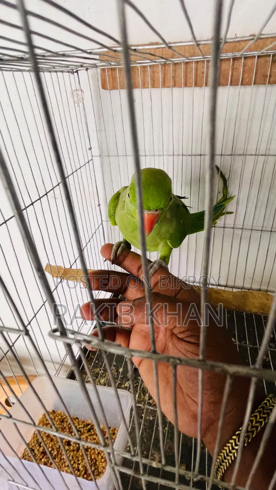 Indian Ringneck Tita Bird