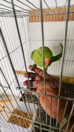 Indian Ringneck Tita Bird