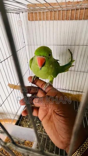 Indian Ringneck Tita Bird