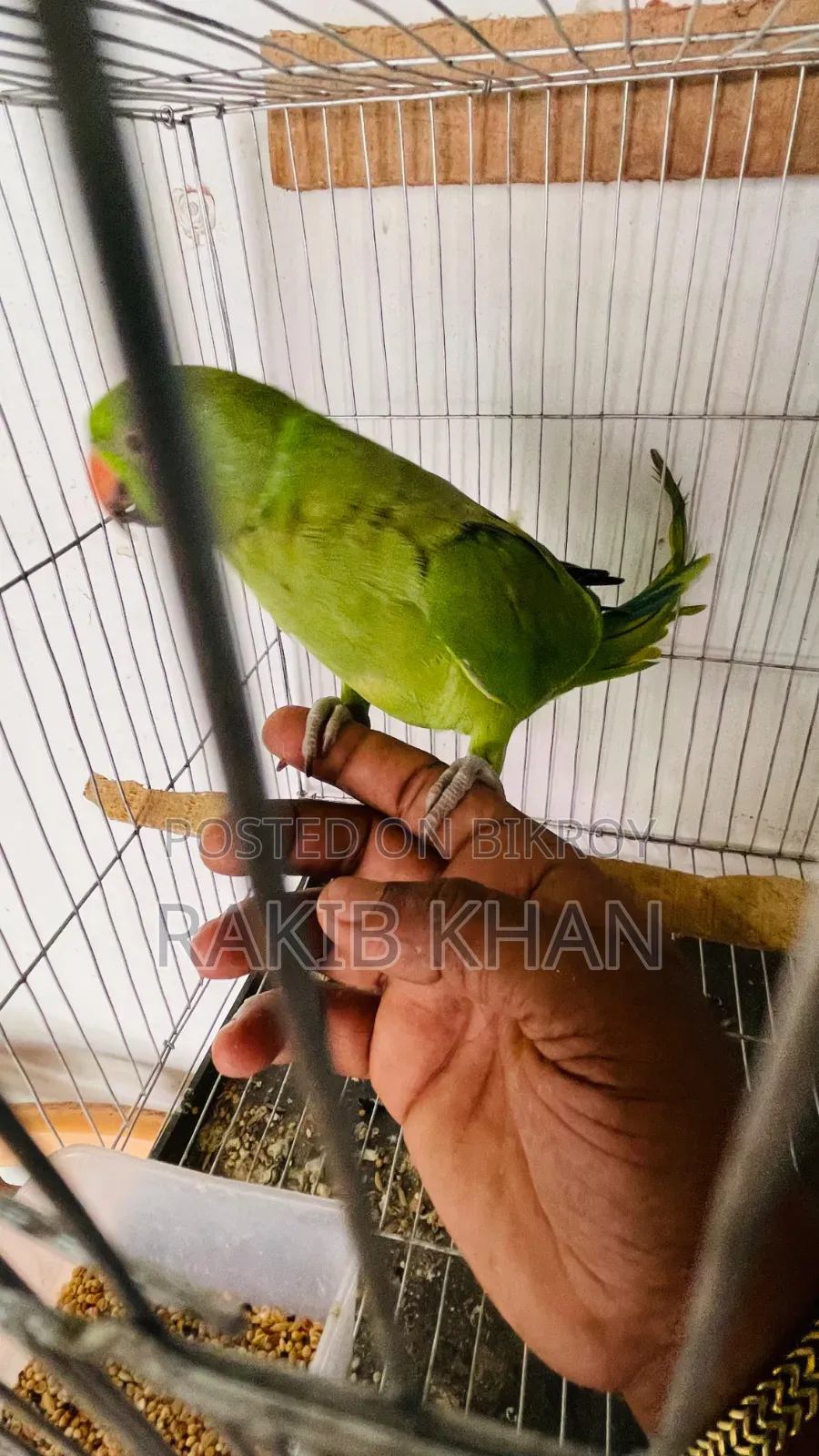 Indian Ringneck Tita Bird